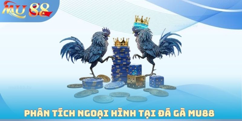 Phân tích ngoại hình tại đá gà MU88